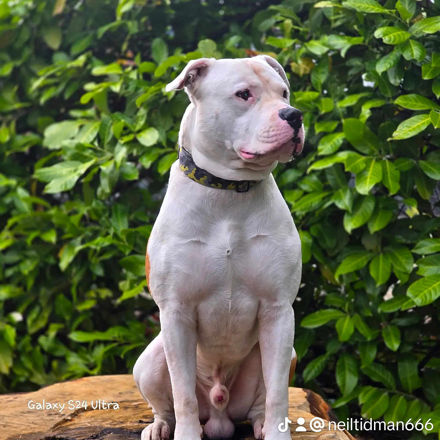 Stanley joined the competition — help win amazing prizes! animal, bostonbull, boxer, bulldog, canine, dog, frenchbulldog, leaf, pet, pitbull, plant, puppy, snout, whitedog