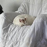 Bonbon participe au concours pour gagner de l'argent avec cette photo : cat, white_cat, sleeping, armchair, quilted_blanket, indoor, pet, relaxing, feline, cozy, resting, fur, calm, home_interior, comfort, animal, cute, domestic, quiet, soft