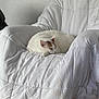 cat, white_cat, sleeping, armchair, quilted_blanket, indoor, pet, relaxing, feline, cozy, resting, fur, calm, home_interior, comfort, animal, cute, domestic, quiet, soft