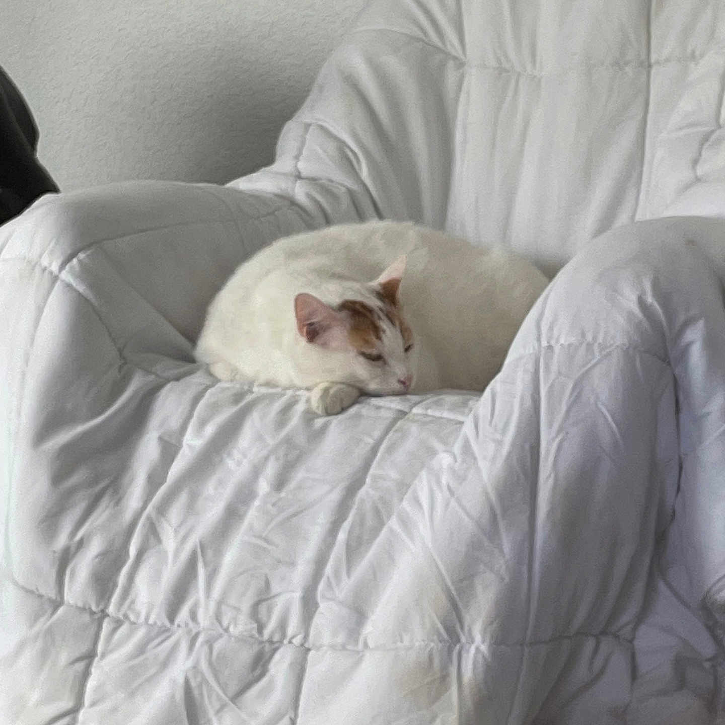 Bonbon participe au concours pour gagner de l'argent avec cette photo : animal, armchair, calm, cat, comfort, cozy, cute, domestic, feline, fur, home_interior, indoor, pet, quiet, quilted_blanket, relaxing, resting, sleeping, soft, white_cat