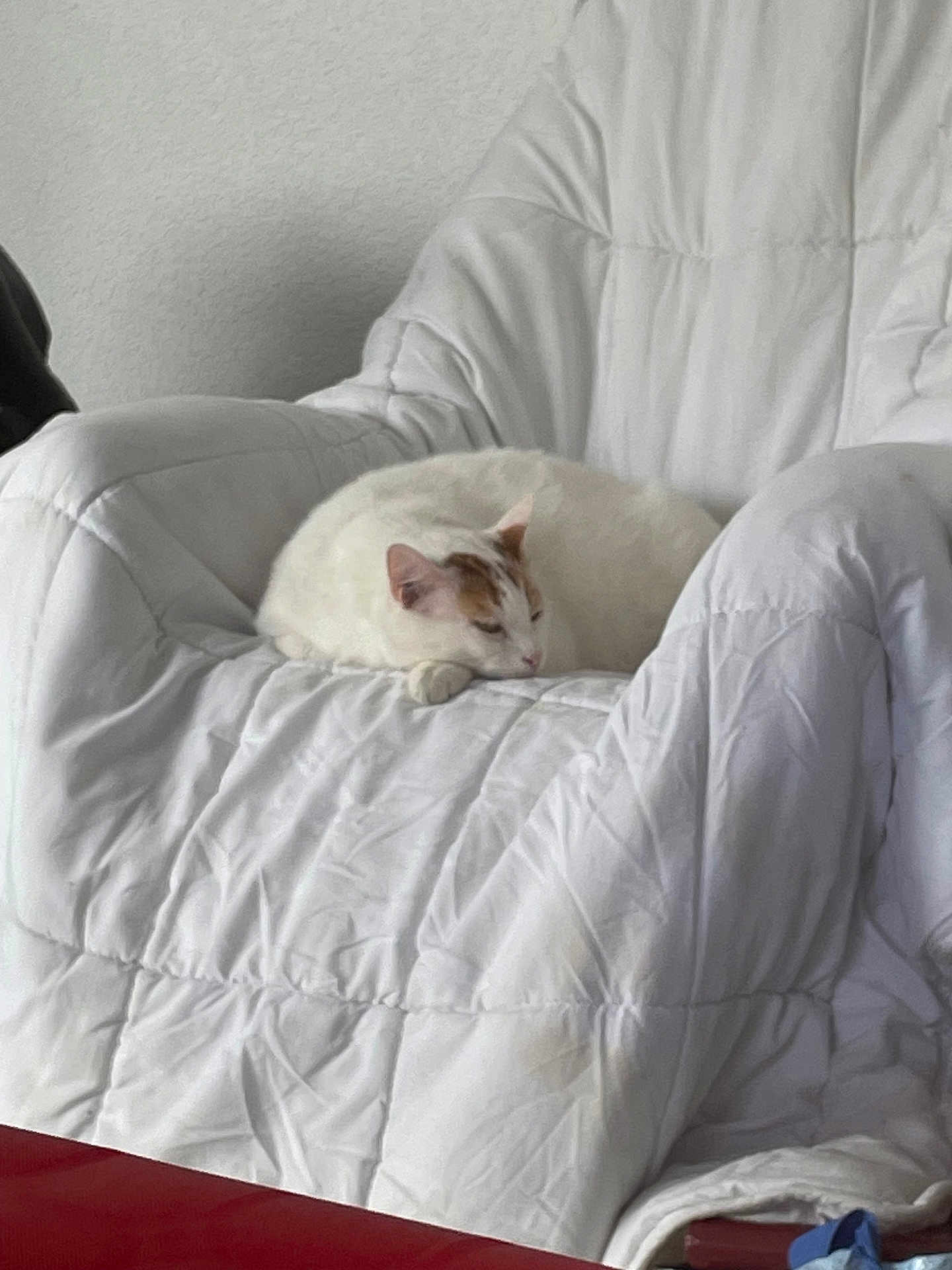 Bonbon participe au concours pour gagner de l'argent avec cette photo : cat, white_cat, sleeping, armchair, quilted_blanket, indoor, pet, relaxing, feline, cozy, resting, fur, calm, home_interior, comfort, animal, cute, domestic, quiet, soft