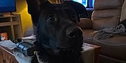 Atlas is registered to the contest to win money with this photo: dog, black_dog, pet, living_room, furniture, lamp, television, curtains, couch, table, collar, indoor, canine, ears, watching, home, cozy, brown, technology, animal