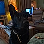 Atlas is registered to the contest to win money with this photo: dog, black_dog, pet, living_room, furniture, lamp, television, curtains, couch, table, collar, indoor, canine, ears, watching, home, cozy, brown, technology, animal
