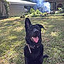 dog, black_dog, pet, outdoor, grass, yard, collar, tongue_out, happy, one_ear_up, sunlight, house, smoke, nature, canine, animal, playful, domestic_animal, summer, garden