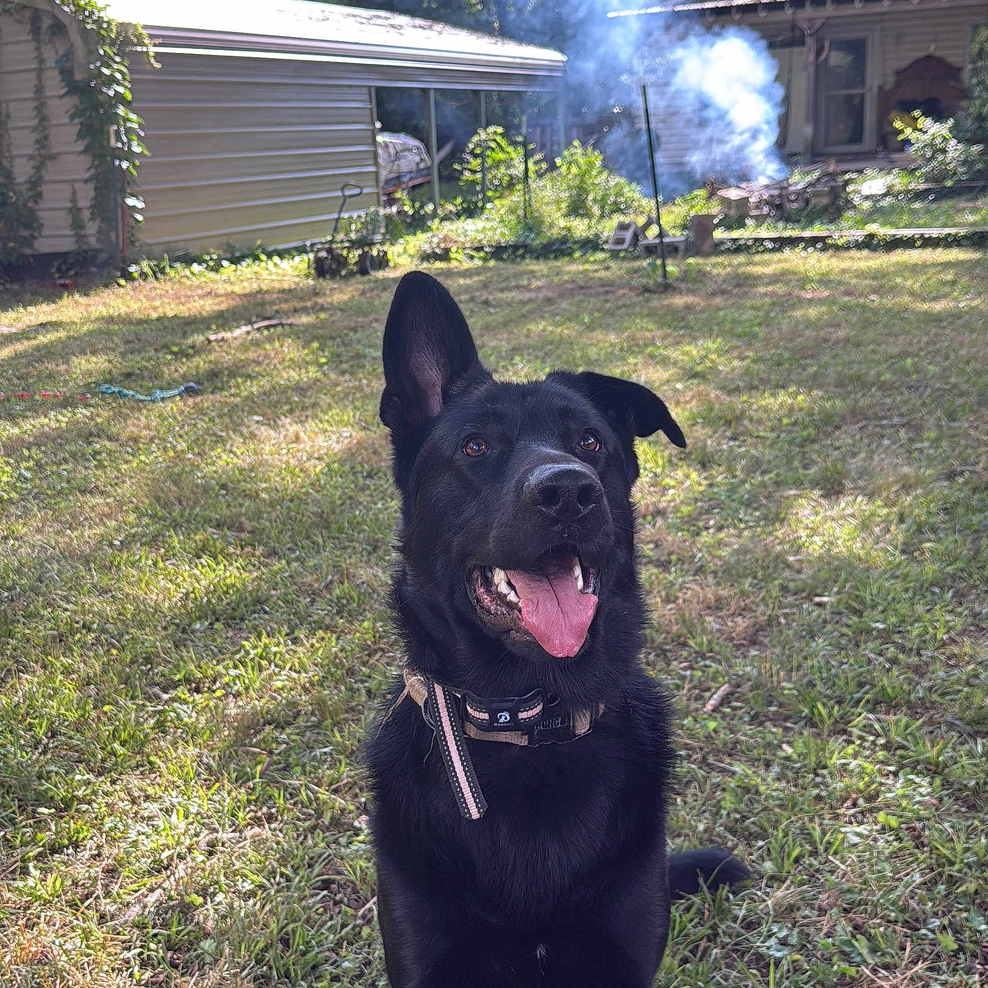 Atlas joined the competition — help win amazing prizes! dog, black_dog, pet, outdoor, grass, yard, collar, tongue_out, happy, one_ear_up, sunlight, house, smoke, nature, canine, animal, playful, domestic_animal, summer, garden