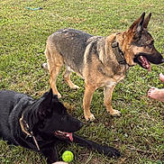 Atlas joined the competition — help win amazing prizes! dog, german_shepherd, black_dog, brown_dog, grass, tennis_ball, outdoor, pet, animal, collar, tongue_out, standing, lying_down, feet, daylight, nature, playful, canine, summer, relaxation