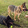 Atlas joined the competition — help win amazing prizes! dog, german_shepherd, black_dog, brown_dog, grass, tennis_ball, outdoor, pet, animal, collar, tongue_out, standing, lying_down, feet, daylight, nature, playful, canine, summer, relaxation