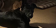 Atlas joined the competition — help win amazing prizes! dog, black_dog, carpet, chew_bone, indoor, pet, animal, resting, shadow, striped_bed, brown_dog, dim_light, relaxing, floor, canine, home, paw, furniture, companion, quiet