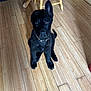 Atlas is registered to the contest to win money with this photo: puppy, dog, black_dog, indoor, wooden_floor, flooring, chair, pet, young_dog, collar, ears, animal, cute, sitting, looking_up, domestic_animal, fur, attention, home, canine
