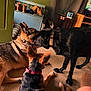 Atlas joined the competition — help win amazing prizes! dog, german_shepherd, black_dog, indoor, carpet, boots, furniture, collar, playing, pets, animal, canine, friendly, floor, room, interaction, home, curtains, table, television