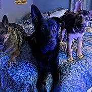 Calliope is registered to the contest to win money with this photo: dog, german_shepherd, bed, indoor, pets, animal, canine, fur, ears, eyes, lying_down, standing, curious, blue_lighting, blanket, room, home, comfort, three_dogs, resting
