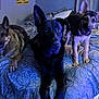 dog, german_shepherd, bed, indoor, pets, animal, canine, fur, ears, eyes, lying_down, standing, curious, blue_lighting, blanket, room, home, comfort, three_dogs, resting