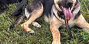 Calliope is registered to the contest to win money with this photo: dog, german_shepherd, grass, fence, outdoor, pet, canine, animal, tongue_out, happy, playing, leash, collar, nature, summer, resting, two_dogs, black_dog, brown_dog, ears_up