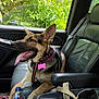 dog, german_shepherd, car_interior, leather_seat, seatbelt, window, greenery, tongue_out, pet_collar, dog_tag, bottle, plastic_bottle, pepsi, car_door, armrest, seat, resting, pet, animal, daylight