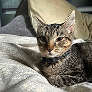 Freyja joined the competition — help win amazing prizes! cat, tabby, pet, indoor, feline, resting, blanket, pillow, collar, fur, whiskers, cute, animal, cozy, sleepy, closeup, house, comfort, relaxed, bed