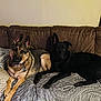 Zeus is registered to the contest to win money with this photo: dog, german_shepherd, black_dog, couch, indoor, pet, animal, resting, blanket, pillow, leather_couch, fur, ears, collar, tag, domestic_animal, relaxation, companions, living_room, cozy