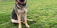 Zeus is registered to the contest to win money with this photo: dog, german_shepherd, grass, park, fence, outdoor, pet, animal, canine, tongue_out, ears_up, sitting, greenery, nature, daytime, cloudy_sky, playful, happy, collar, field