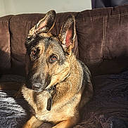 Zeus joined the competition — help win amazing prizes! dog, german_shepherd, pet, canine, indoor, couch, fur, collar, tag, animal, portrait, sunlight, brown, black, ears, eyes, relaxed, home, furniture, companion