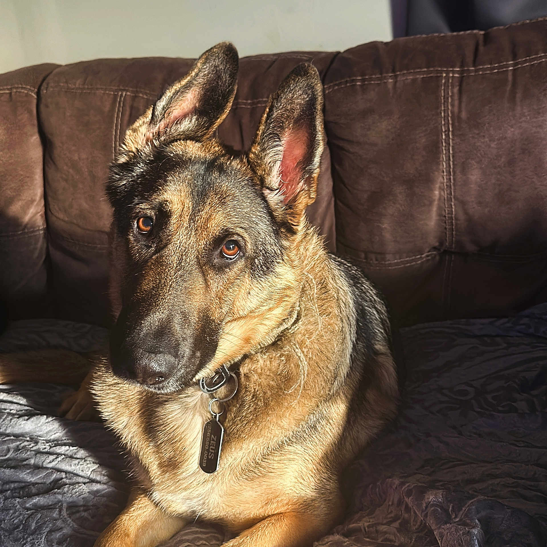 Zeus