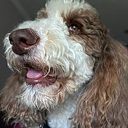 Liliana joined the competition — help win amazing prizes! animal, brown_and_white, canine, close_up, collar, curly_fur, cute, dog, ears, expression, friendly, fur_texture, indoor, looking_away, muzzle, nose, pet, portrait, tongue_out, whiskers