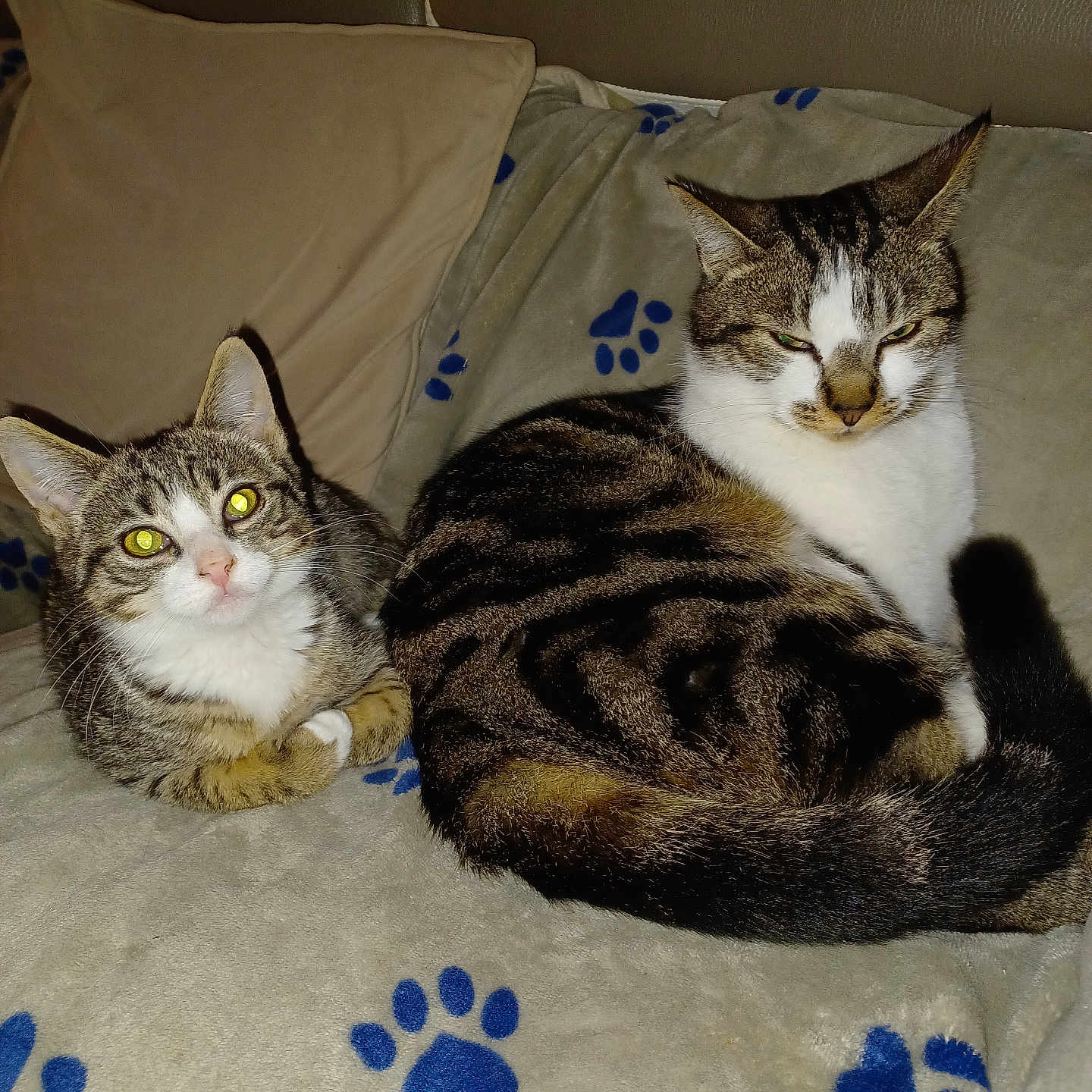 Mickey Et Veni participe au concours pour gagner de l'argent avec cette photo : abyssinian, animal, architecture, bed, bedroom, blanket, building, cat, chair, couch, cushion, furniture, homedecor, indoors, kitten, linen, livingroom, manx, pet, room