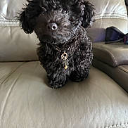 Smokey is registered to the contest to win money with this photo: puppy, dog, black_fur, curly_fur, pet, collar, tag, leather_couch, indoor, cute, small_dog, domestic_animal, sitting, furniture, closeup, animal, companion, fuzzy, young_dog, household