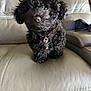 puppy, dog, black_fur, curly_fur, pet, collar, tag, leather_couch, indoor, cute, small_dog, domestic_animal, sitting, furniture, closeup, animal, companion, fuzzy, young_dog, household