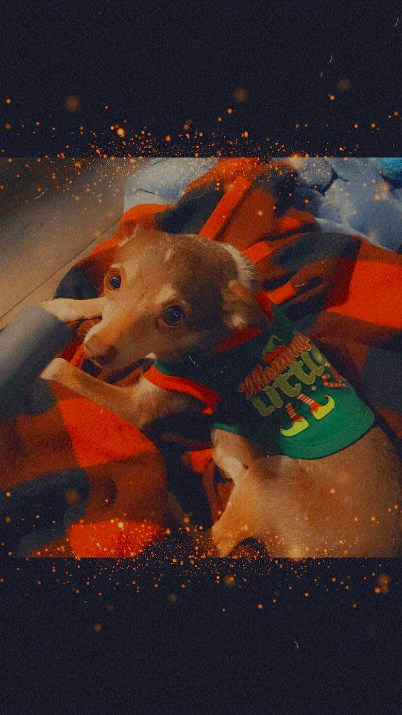 Jesse Dean is registered to the contest to win money with this photo: art, canidae, carnivore, companion_dog, dog, dog_breed, dog_clothes, dog_supply, event, fawn, fur, illustration, midnight, night, photo_caption, snout, sporting_group, tail, wildlife, working_animal