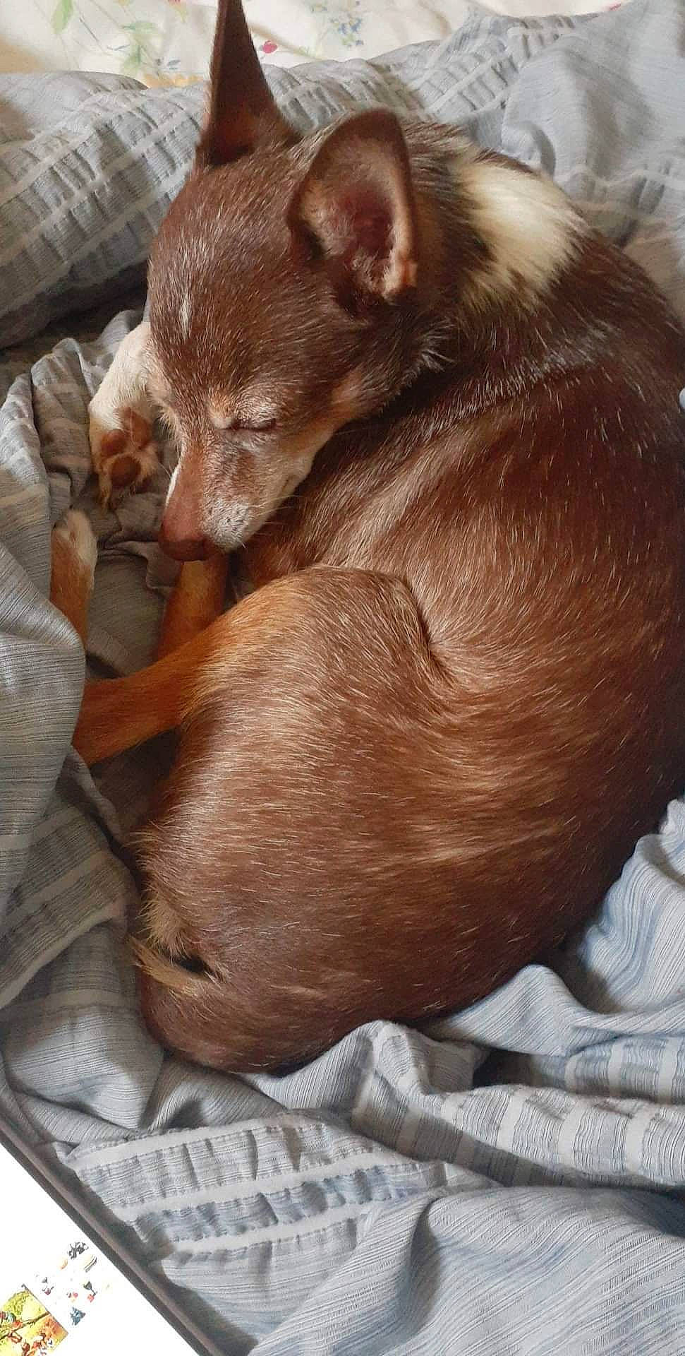 Jesse Dean joined the competition — help win amazing prizes! canidae, carnivore, comfort, companion_dog, corgi_chihuahua, dog, dog_breed, ear, fawn, felidae, fur, liver, nap, paw, sleep, snout, sporting_group, terrestrial_animal, whiskers, working_animal