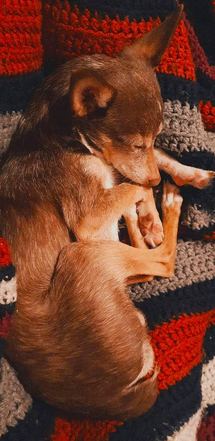 Jesse Dean is registered to the contest to win money with this photo: canidae, carnivore, comfort, companion_dog, dog, dog_breed, ear, fawn, felidae, flooring, fur, gesture, liver, paw, snout, sporting_group, whiskers, wood, working_animal, wrinkle