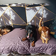 Moutic participe au concours pour gagner de l'argent avec cette photo : dog, cat, couch, blanket, pet, indoor, furniture, animal, resting, black_dog, ginger_cat, purple_blanket, patterned_couch, paw, fur, tail, relaxing, tongue, companion, home