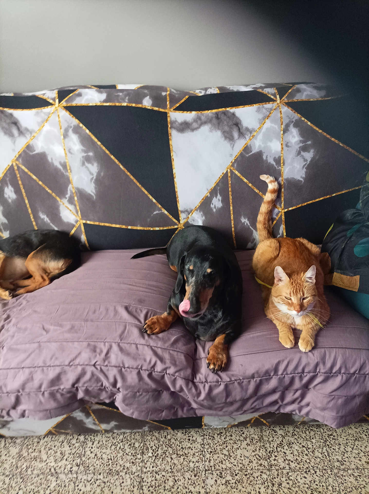 Moutic participe au concours pour gagner de l'argent avec cette photo : dog, cat, couch, blanket, pet, indoor, furniture, animal, resting, black_dog, ginger_cat, purple_blanket, patterned_couch, paw, fur, tail, relaxing, tongue, companion, home