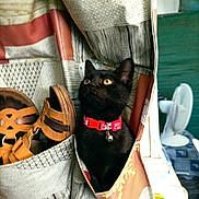 Ruban participe au concours pour gagner de l'argent avec cette photo : animal, black_cat, blurred_background, cat, close_up, cozy, curious, cute, domestic_cat, fabric_organizer, fan, footwear, furniture, household_items, indoor, pet, portrait, red_collar, sandals, yellow_eyes