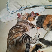 Pumpkin N Blueberry joined the competition — help win amazing prizes! cat, cats, sleeping, bed, pillow, feline, snuggling, pets, fur, cute, cozy, resting, domestic_animal, whiskers, tabby, calico, animal, companion, indoor, relaxation