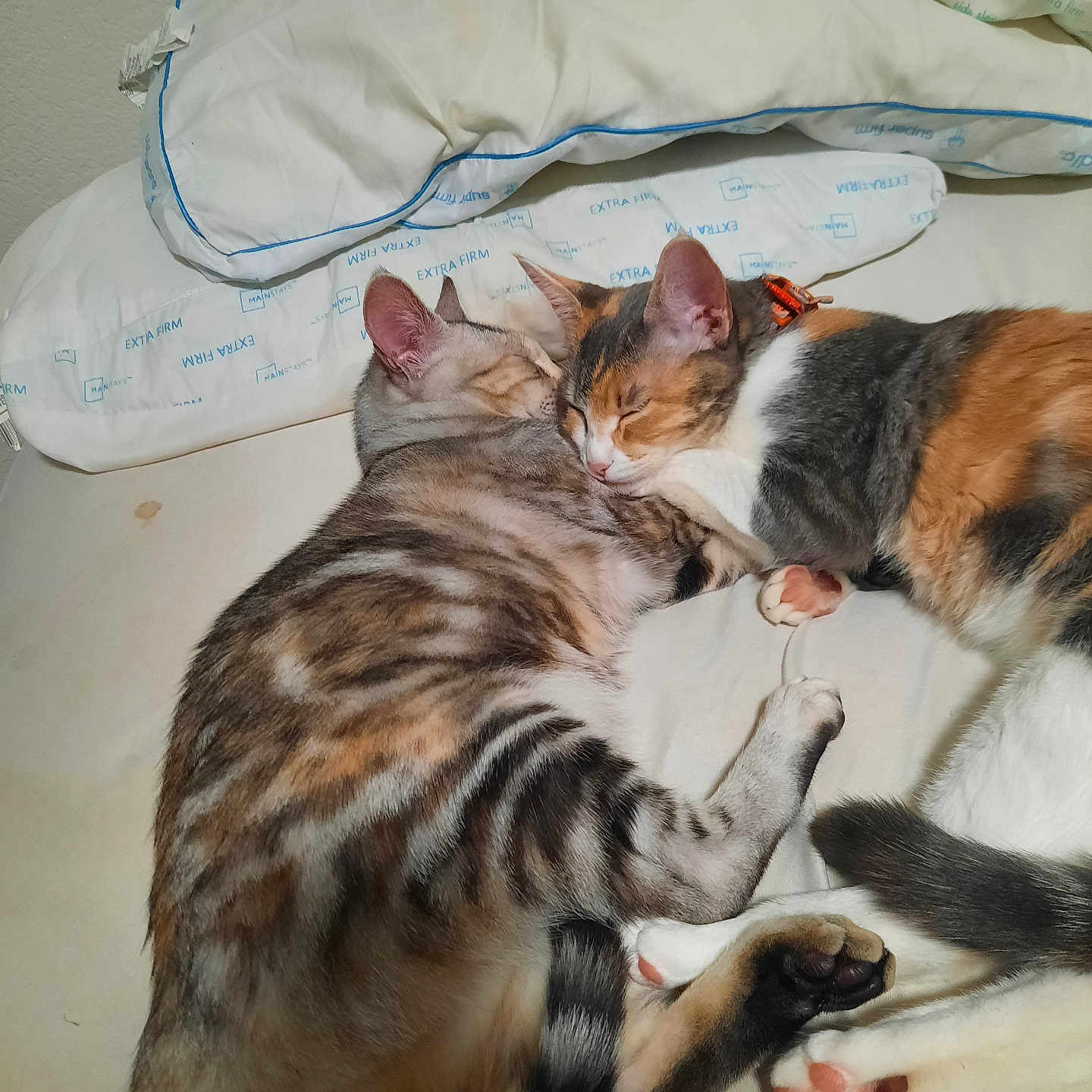 Pumpkin N Blueberry