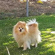 Lady is registered to the contest to win money with this photo: carnivoran, companion_dog, dog, dog_breed, dog_breed_group, dog_like_mammal, german_spitz, german_spitz_klein, german_spitz_mittel, grass, mammal, pomeranian, snout, spitz, vertebrate, volpino_italiano, whiskers