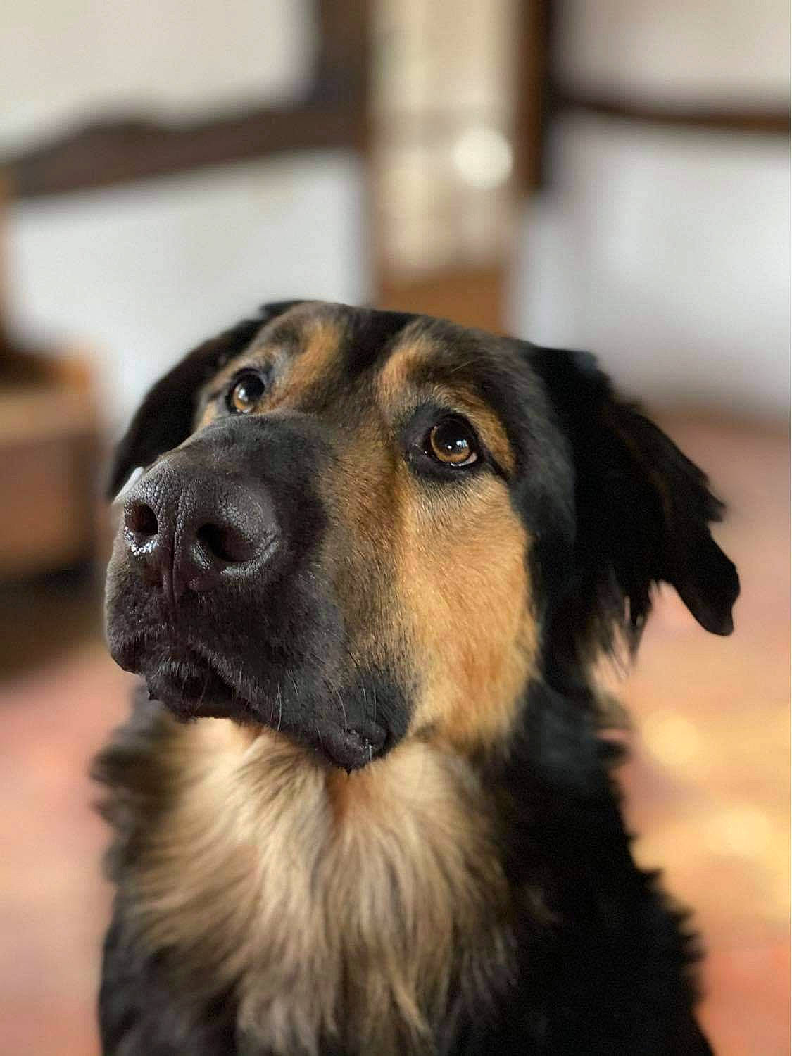 Bacchus a rejoint le concours — aidez-le/la à gagner de superbes lots ! canidae, carnivore, companion_dog, dog, dog_breed, eye, fur, head, herding_dog, pet_supply, snout, sporting_group, terrestrial_animal, whiskers, working_dog