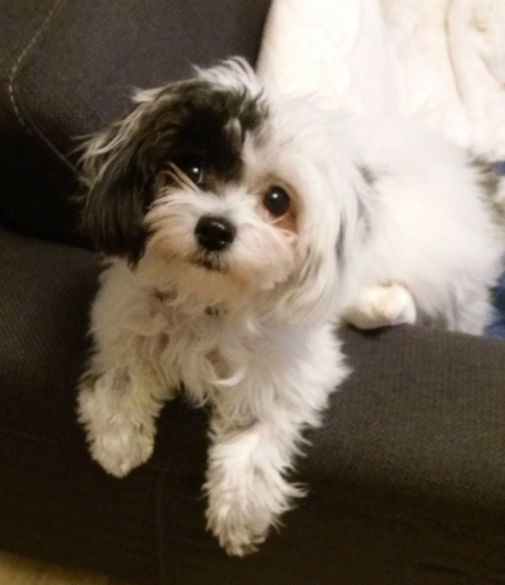 Satsuki a rejoint le concours — aidez-le/la à gagner de superbes lots ! canidae, carnivore, companion_dog, dog, dog_breed, eye, firefighter, fur, mal_shi, maltepoo, non_sporting_group, shih_poo, small_terrier, snout, sporting_group, terrier, toy_dog, water_dog, working_animal, yorkipoo