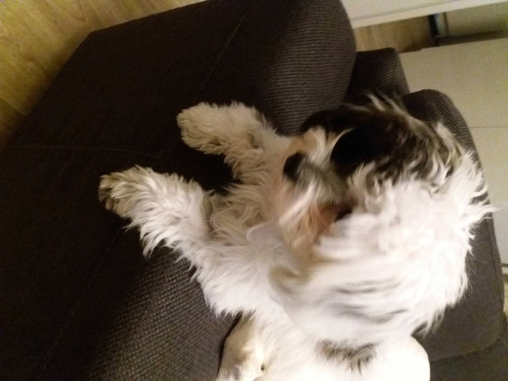 Satsuki participe au concours pour gagner de l'argent avec cette photo : canidae, carnivore, comfort, companion_dog, dog, dog_breed, felidae, flooring, fur, hardwood, liver, nap, non_sporting_group, shih_tzu, small_to_medium_sized_cats, sporting_group, tail, toy_dog, whiskers, working_animal