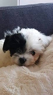 Satsuki a rejoint le concours — aidez-le/la à gagner de superbes lots ! canidae, carnivore, companion_dog, dog, dog_breed, fawn, fur, mal_shi, maltepoo, non_sporting_group, puppy, puppy_love, shih_tzu, small_terrier, snout, sporting_group, terrier, toy_dog, whiskers, working_animal