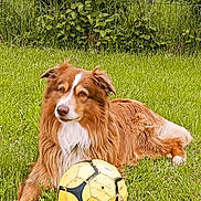Pitchou a rejoint le concours — aidez-le/la à gagner de superbes lots ! dog, grass, soccer_ball, outdoor, pet, animal, garden, greenery, playing, relaxed, fur, brown, yellow, nature, summer, daylight, canine, leaves, flowers, resting
