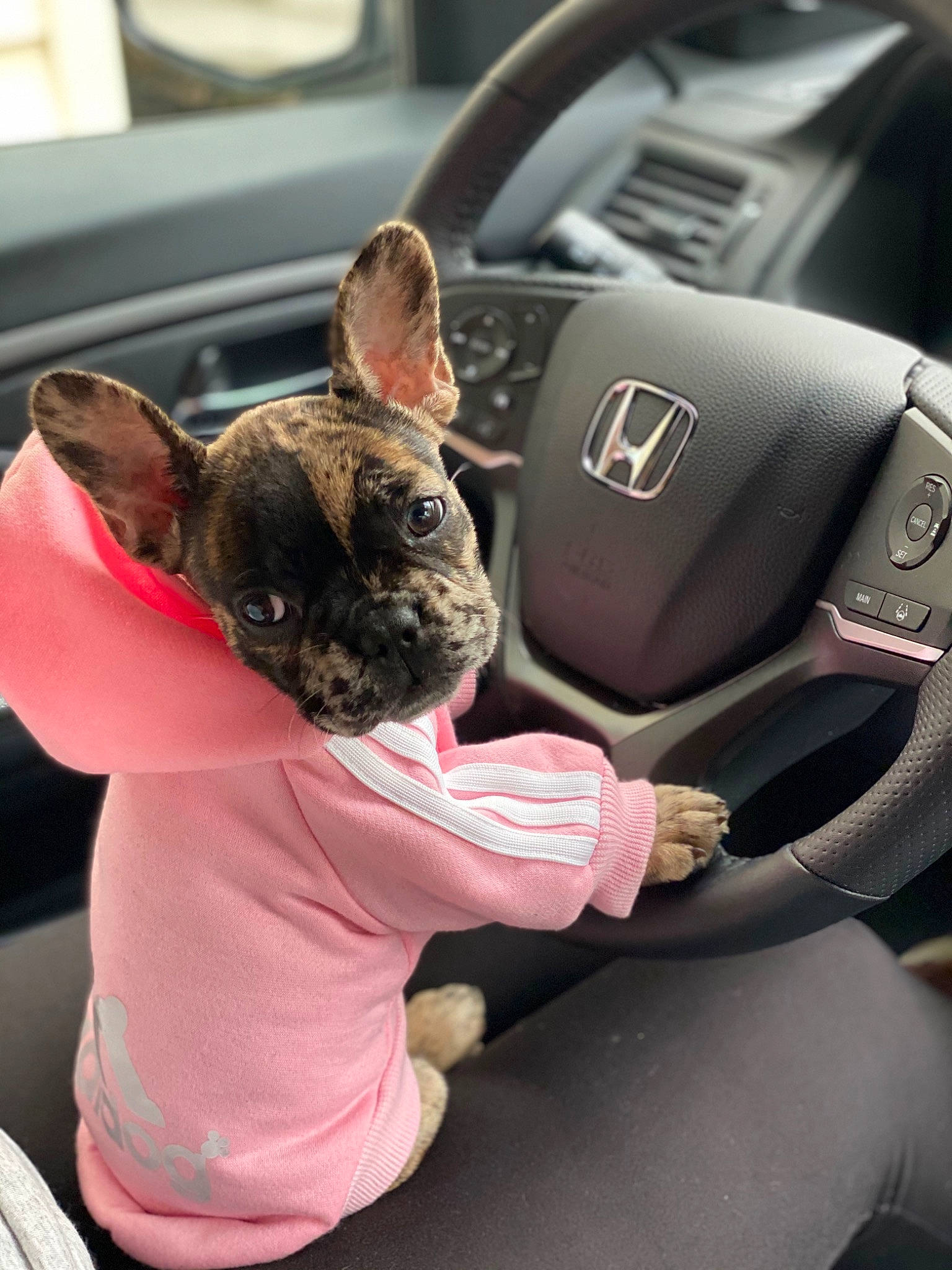 Ryla Jane is registered to the contest to win money with this photo: auto_part, canidae, car, car_seat, carnivore, dog, dog_breed, fawn, french_bulldog, honda, non_sporting_group, pink, plant, puppy, snout, sporting_group, steering_part, steering_wheel, vehicle, vehicle_door