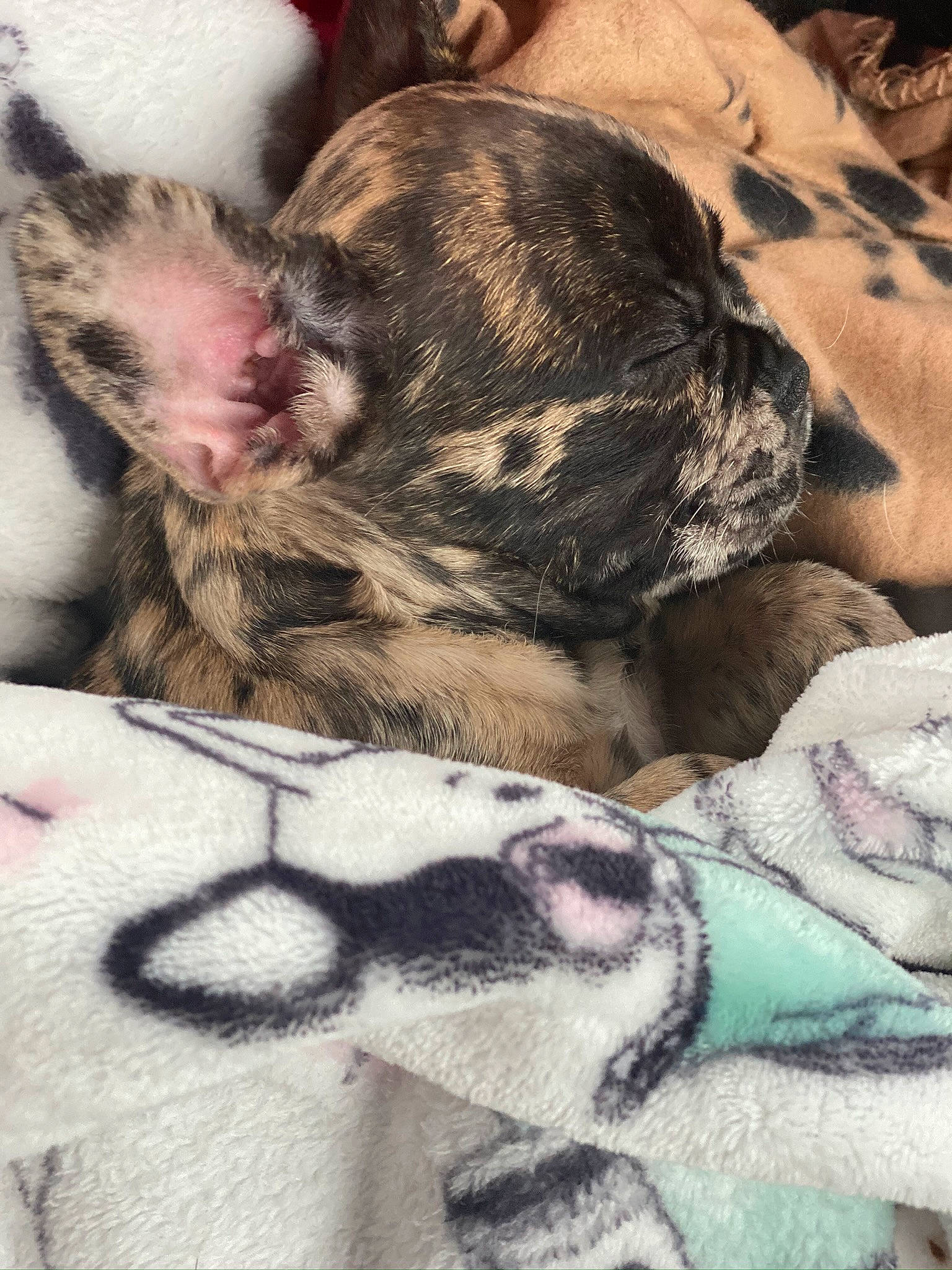 Ryla Jane is registered to the contest to win money with this photo: american_bulldog, canidae, carnivore, dog, dog_breed, fawn, french_bulldog, nap, non_sporting_group, puppy