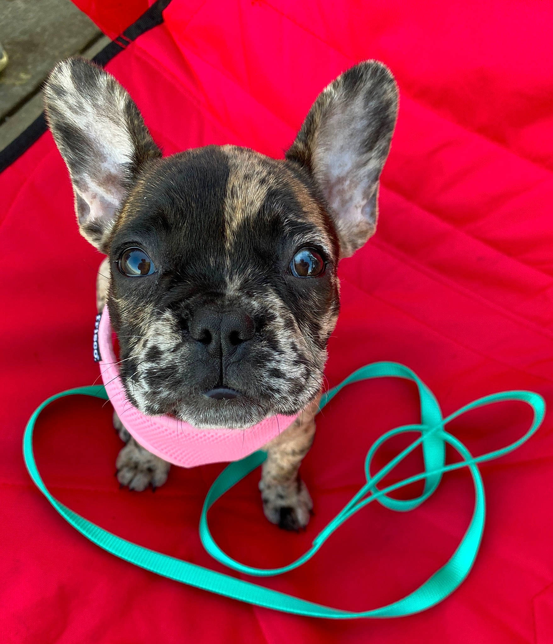 Ryla Jane is registered to the contest to win money with this photo: bulldog, canidae, carnivore, companion_dog, dog, dog_breed, dog_collar, fawn, french_bulldog, mammal, non_sporting_group, puppy, rare_breed_dog, snout, sporting_group, toy_bulldog, vertebrate, whiskers
