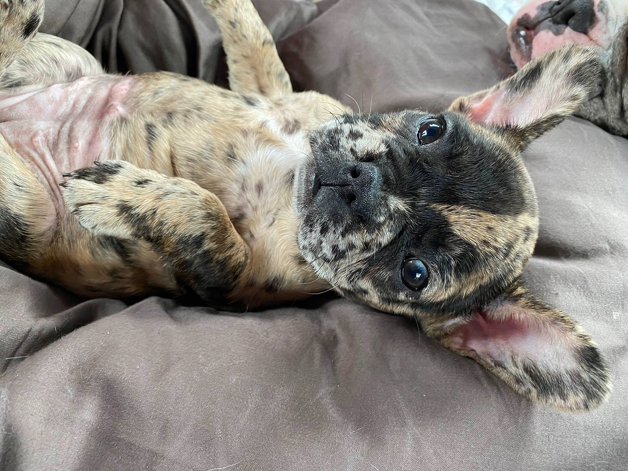 Ryla Jane joined the competition — help win amazing prizes! american_bulldog, bulldog, canidae, carnivore, companion_dog, dog, dog_breed, french_bulldog, fur, great_dane, non_sporting_group, puppy, snout, sporting_group, whiskers