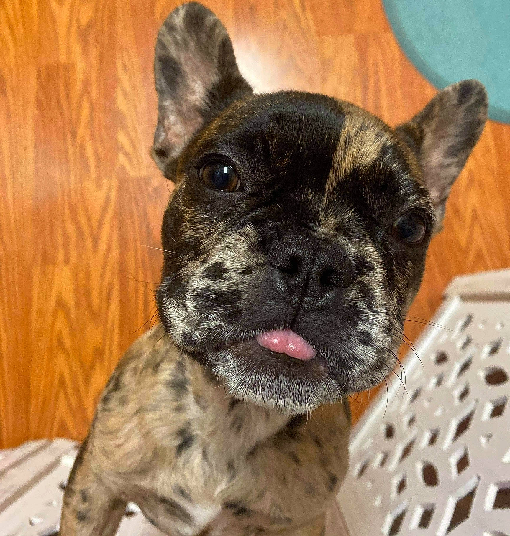 Ryla Jane joined the competition — help win amazing prizes! bulldog, canidae, carnivore, companion_dog, dog, dog_breed, fawn, french_bulldog, mammal, non_sporting_group, puppy, rare_breed_dog, snout, toy_bulldog, vertebrate, whiskers