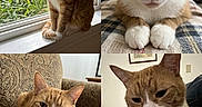 Franklin is registered to the contest to win money with this photo: animal, armchair, blanket, cat, closeup, cozy, cute, feline, four_panel, ginger_cat, home, indoor, pet, portrait, relaxed, resting, sunlight, toy, white_paws, windowsill