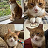 Franklin is registered to the contest to win money with this photo: cat, ginger_cat, white_paws, windowsill, indoor, armchair, blanket, toy, relaxed, closeup, portrait, pet, feline, cozy, home, sunlight, resting, cute, animal, four_panel