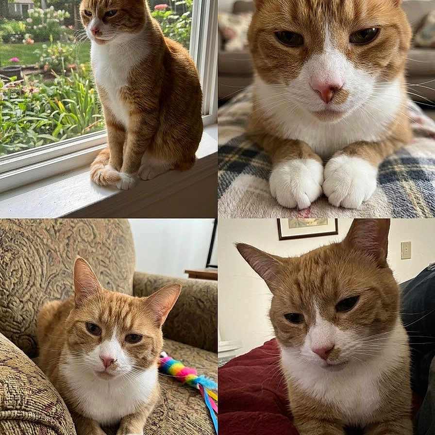 Franklin
