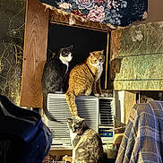 Franklin joined the competition — help win amazing prizes! cat, indoor, air_conditioner, furniture, floral_pattern, wood, window, curiosity, clutter, warm_lighting, orange_cat, black_and_white_cat, tortoiseshell_cat, fabric, blanket, texture, domestic_animal, pet, resting, cozy